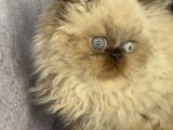 İran Hi̇malayan - Odd Eyes