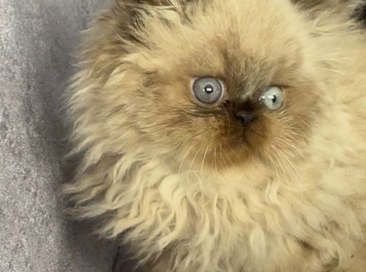 İran Hi̇malayan - Odd Eyes görsel