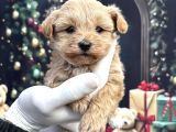 Kore minik maltipoo yavruları