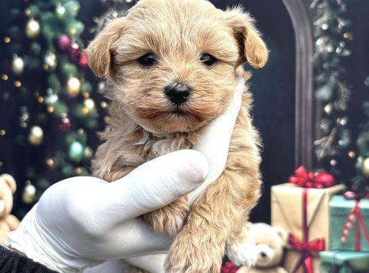 Kore minik maltipoo yavruları