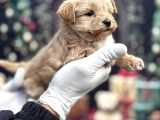 Kore Minik Maltipoo Yavruları