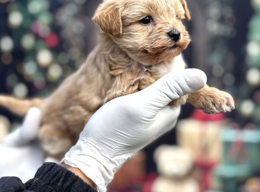 Kore Minik Maltipoo Yavruları görsel
