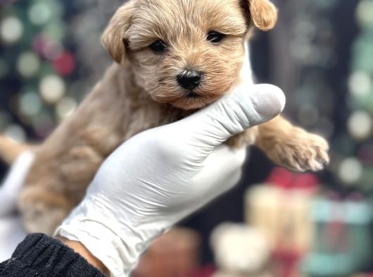 Kore Minik Maltipoo Yavruları görsel