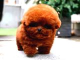 Sevimli Kore Kani Toy Poodle Bebeklerimiz