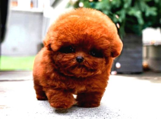 Sevimli Kore Kani Toy Poodle Bebeklerimiz görsel