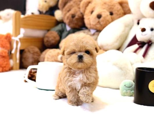 Show Kalite Toy Poodle Bebeklerim görsel
