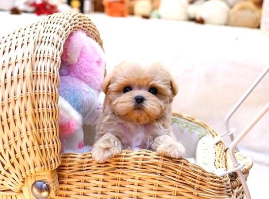 Show Kalite Toy Poodle Bebeklerim görsel