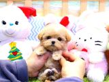 Show Kalite Toy Poodle Bebeklerim