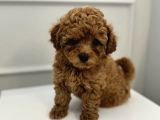 Toy Poodle Bebekleri̇m