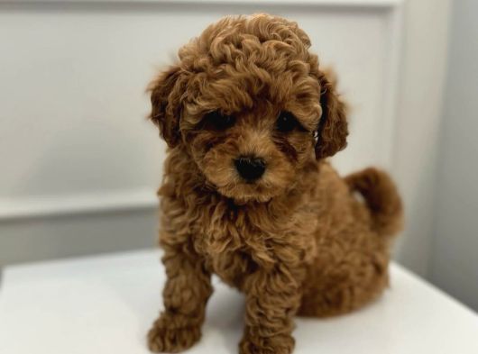 Toy Poodle Bebekleri̇m görsel