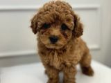 Toy Poodle Bebekleri̇m