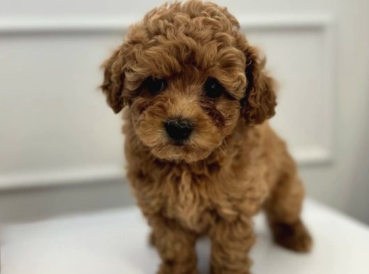 Toy Poodle Bebekleri̇m görsel