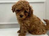 TOY POODLE BEBEKLERİM