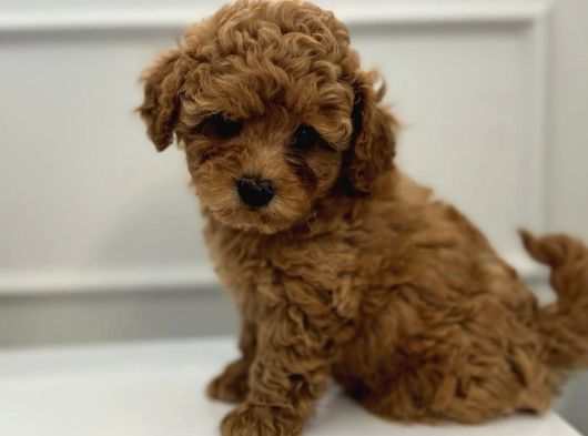 Toy Poodle Bebekleri̇m