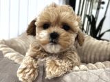 BİBLO GİBİ MALTİPOO YAVRULARI
