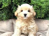 SÜTLÜ KAHVE RENKTE MALTİPOO YAVRULARI