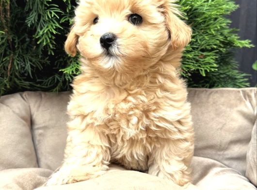 Sütlü Kahve Renkte Malti̇poo Yavrulari görsel