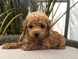 APRİCOT RENK TOY POODLE YAVRULAR