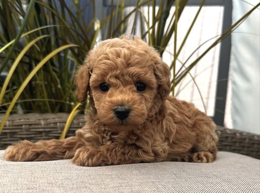 Apri̇cot Renk Toy Poodle Yavrular