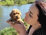 Apri̇cot Renk Toy Poodle Yavrular
