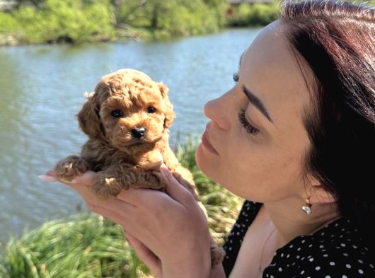 Apri̇cot Renk Toy Poodle Yavrular görsel
