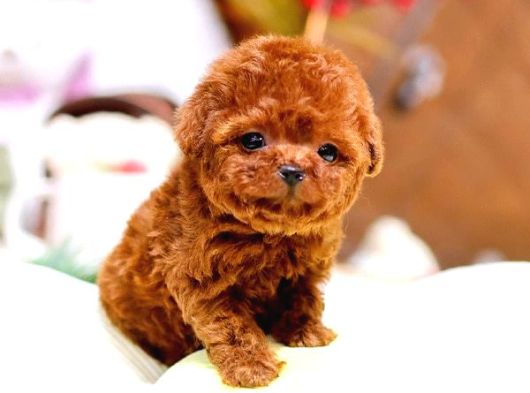 Show Kalite Red Brown Toy Poodle Bebeklerim