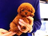 Sevimli Kore Kani Toy Poodle Bebeklerimiz