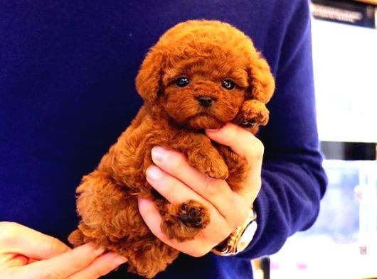 Sevimli Kore Kani Toy Poodle Bebeklerimiz