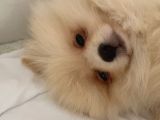 3 aylık dişi pomeranian boo