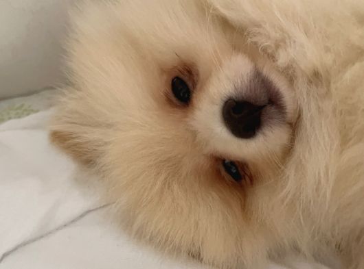 3 Aylık Dişi Pomeranian Boo