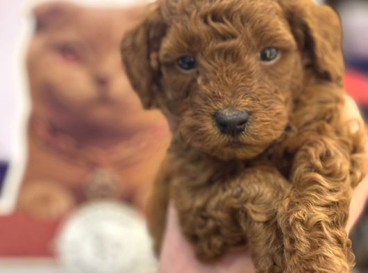 Safkan Toy Poodle Yavrularımız Danışmanlık Hizmeti Ile görsel