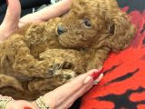 Safkan Toy Poodle Yavrularımız Danışmanlık Hizmeti Ile