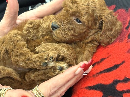 Safkan Toy Poodle Yavrularımız Danışmanlık Hizmeti Ile görsel