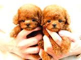 Süper Kalitedeki Kore Kani Toy Poodle Bebeklerimiz
