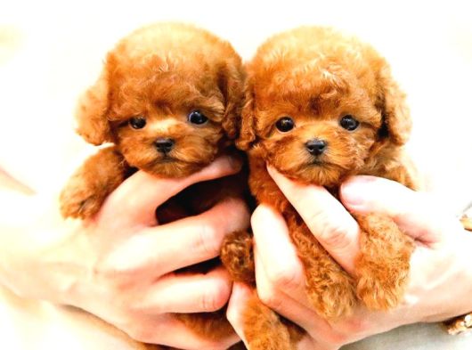 Süper Kalitedeki Kore Kani Toy Poodle Bebeklerimiz görsel
