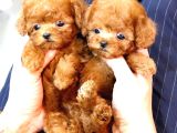 Süper Kalitedeki Kore Kani Toy Poodle Bebeklerimiz
