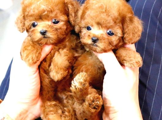 Süper Kalitedeki Kore Kani Toy Poodle Bebeklerimiz