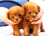 Süper Kalitedeki Kore Kani Toy Poodle Bebeklerimiz