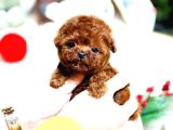 Show Kalite Red Brown Toy Poodle Bebeklerim