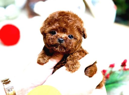 Show Kalite Red Brown Toy Poodle Bebeklerim görsel