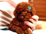 Star Güzellikteki Kore Kani Toy Poodle Yavrularimiz
