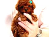 Star Güzellikteki Kore Kani Toy Poodle Yavrularimiz
