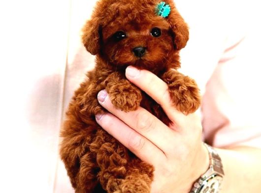 Star Güzellikteki Kore Kani Toy Poodle Yavrularimiz görsel