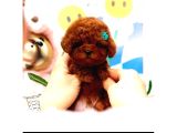 Star Güzellikteki Kore Kani Toy Poodle Yavrularimiz