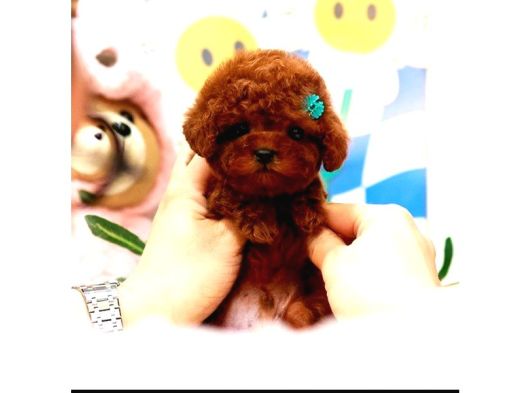 Star Güzellikteki Kore Kani Toy Poodle Yavrularimiz görsel