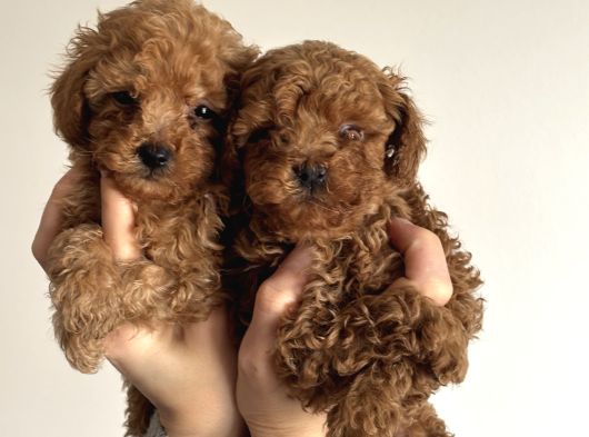 Safkan Toy Poodle Yavrularımız Danışmanlık Hizmeti Ile görsel