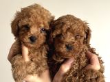 Safkan Toy Poodle yavrularımız danışmanlık hizmeti ile