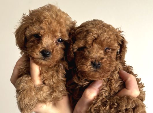 Safkan Toy Poodle Yavrularımız Danışmanlık Hizmeti Ile