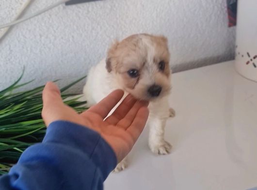 Çok Büyümeyen Minyatür Minnaklarım