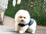 Teady Bear Pomeranian Boo Bebeklerimiz